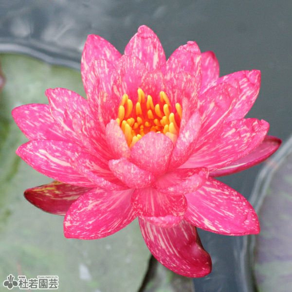 スイレン】 ワンビサ(温帯睡蓮) 19cmカゴ | 杜若園芸WEBショップ｜水草