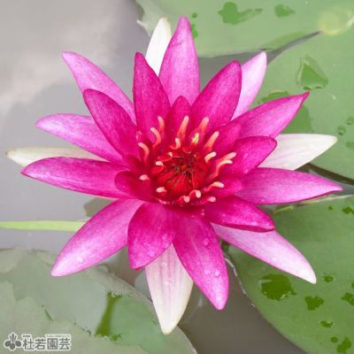 睡蓮花9号開花 : Studio Okamoto の 徒然日記