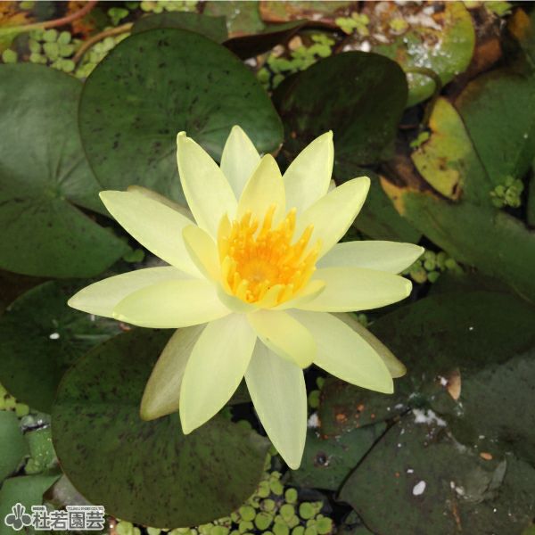 温帯スイレン 19cmカゴ植え | 杜若園芸WEBショップ｜水草の生産販売