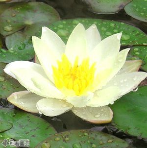 スイレン】 ファビオラNo.2(温帯睡蓮) 19cmカゴ | 杜若園芸WEBショップ