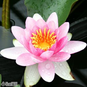 スイレン 睡蓮 通販 販売 株式会社 杜若園芸 水草の生産販売 通販ショップ