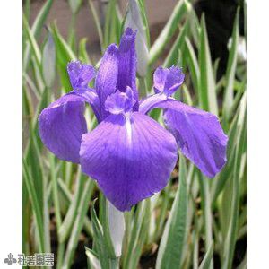 Iris virginica - Wikipedia