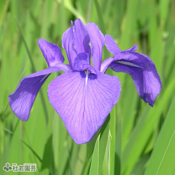 ルイジアナアイリス アートワールド 12ｃｍポット 株式会社 杜若園芸 水草の生産販売 通販ショップ