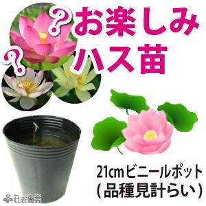 ハス 蓮 はすの通販（販売） | 株式会社 杜若園芸｜水草の生産販売