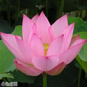 蓮の葉 hasu-kyoto2.jpg