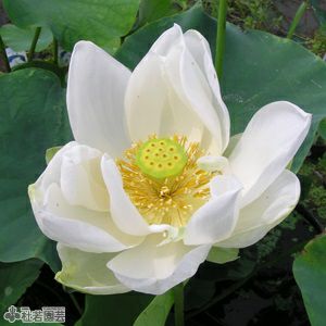 蓮、ハス】上野不忍池(うえのしのばずのいけ)【中・大型種】 | 杜若