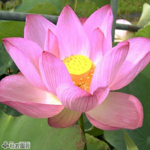 蓮、ハス】桜蓮(おうれん)【中・大型種】 | 杜若園芸WEBショップ｜水草