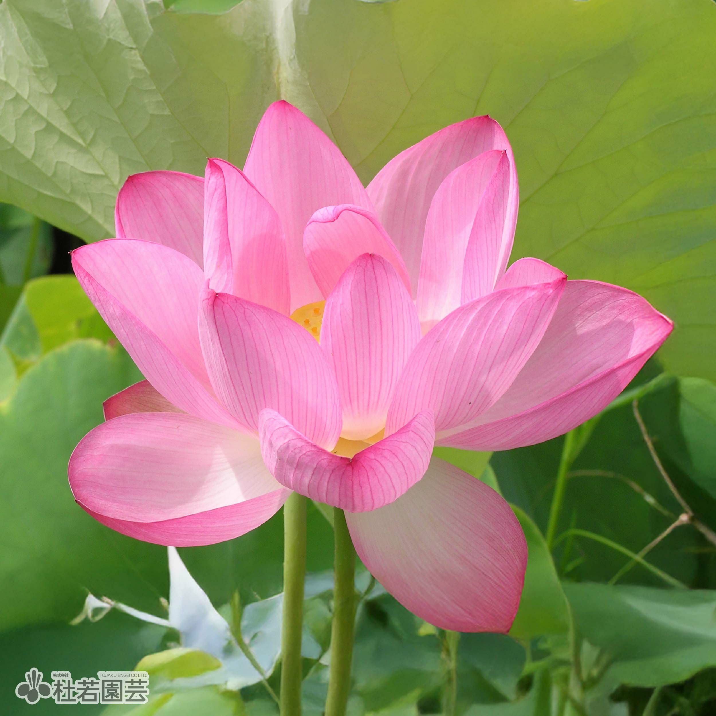 蓮、ハス】桜蓮(おうれん)【中・大型種】 | 杜若園芸WEBショップ｜水草