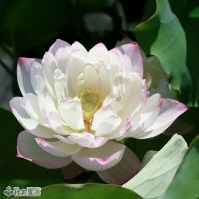 長紅蓮 種蓮根苗 3,960円 / 鉢植苗 5,500円 | 花ハスの専門店