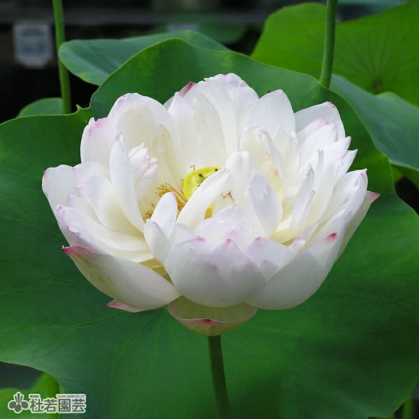 蓮、ハス】華灯初上(かとうしょじょう)【小型種】 | 杜若園芸WEB