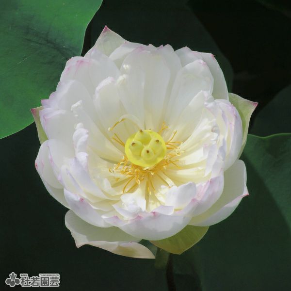 ＊蓮華＊ 蓮、ハス】華灯初上(かとうしょじょう)【小型種】 | 杜若園芸WEB