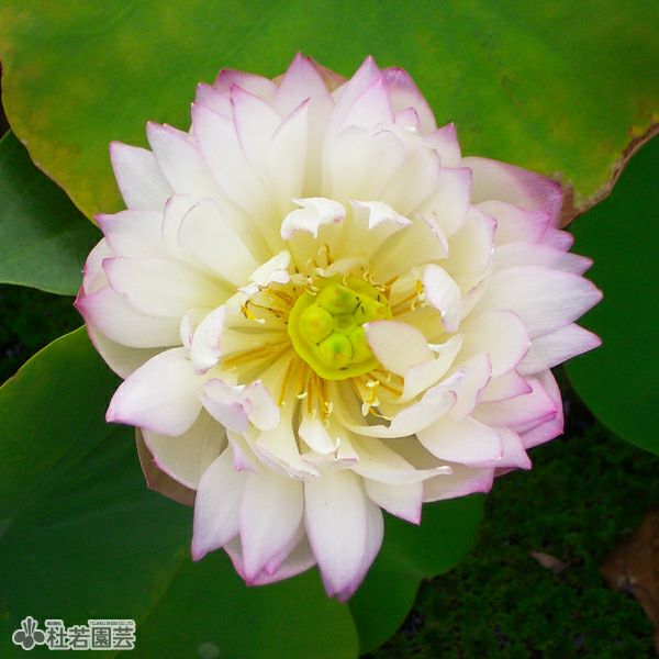 【新品未使用】江厭離の蓮花灯　陳情令 3周年限定 クラファン 山櫻喪中はがき №7191 蓮花CoC 〒グレイ枠入 ☆: 慶弔用関連