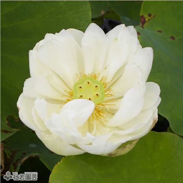 蓮、ハス】漢蓮(かんれん)【小型種】 | 杜若園芸WEBショップ｜水草の