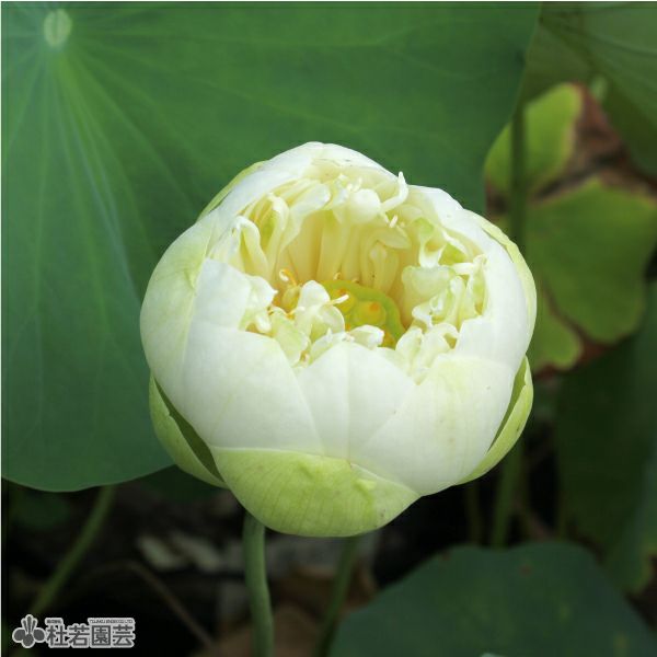 蓮、ハス】漢蓮(かんれん)【小型種】 | 杜若園芸WEBショップ｜水草の