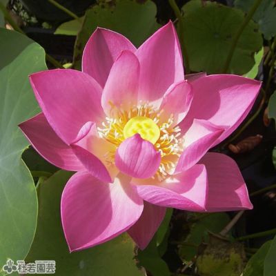 アメリカンフラワー　睡蓮　JUNさま専用 花風PLATINA ブルースイレン バラ詰 | お線香 | 日本香堂公式