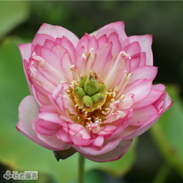 蓮、ハス】錦蕊蓮(きんずいれん)【大型種】 | 杜若園芸WEBショップ