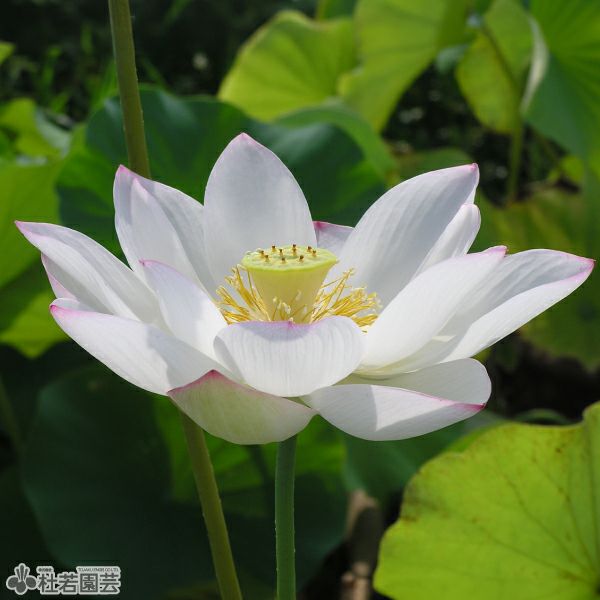 蓮、ハス】金輪蓮(きんりんれん)【大型種】 | 杜若園芸WEB 蓮、ハス】金輪蓮(きんりんれん)【大型種】 | 杜若園芸WEB