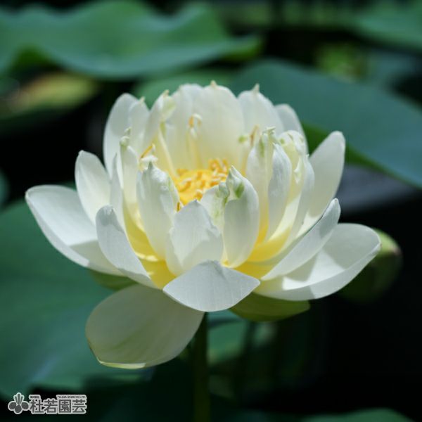 ハスの色】黄色系 | 杜若園芸WEBショップ｜水草の生産販売【通販ショップ】