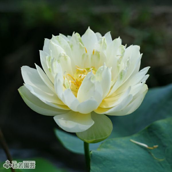 蓮、ハス】クリスタルビューティー【小型種】 | 杜若園芸WEBショップ