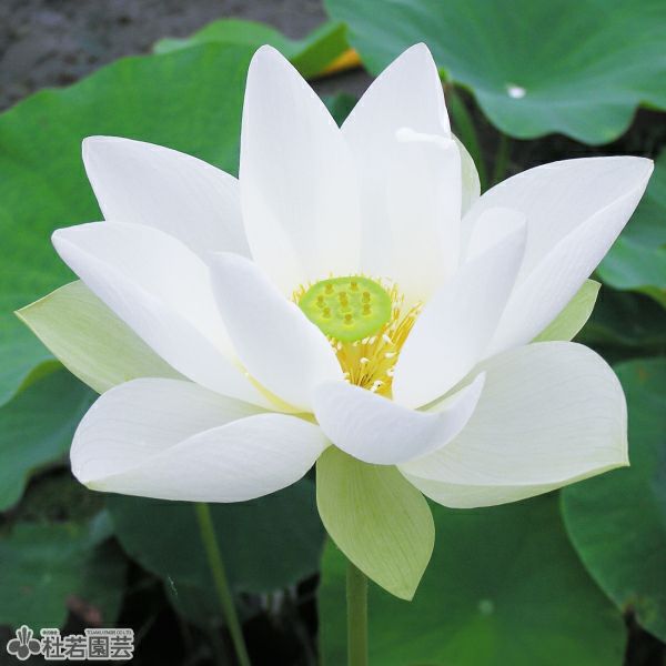 西光寺白蓮