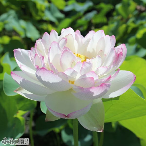 蓮、ハス】賽佛座(さいぶつざ)【中・大型種】 | 杜若園芸WEBショップ