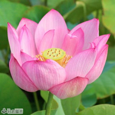 スタッフ厳選 大型蓮の栽培セット 株式会社 杜若園芸 水草の生産販売 通販ショップ スタッフ厳選 大型蓮の栽培セット 株式会社 杜若園芸 水草の生産販売 通販ショップ