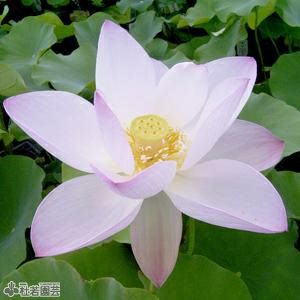★ますちゃんです★ 人気の蓮２個セット３作品♡ お手入れ不要の造花♬ ☆ますちゃんです☆ 人気の蓮2個セット3作品♡ お手入れ