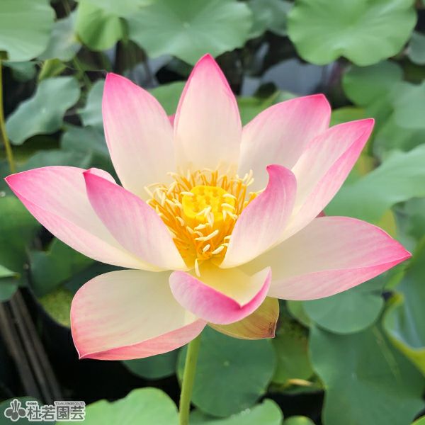 小午飛