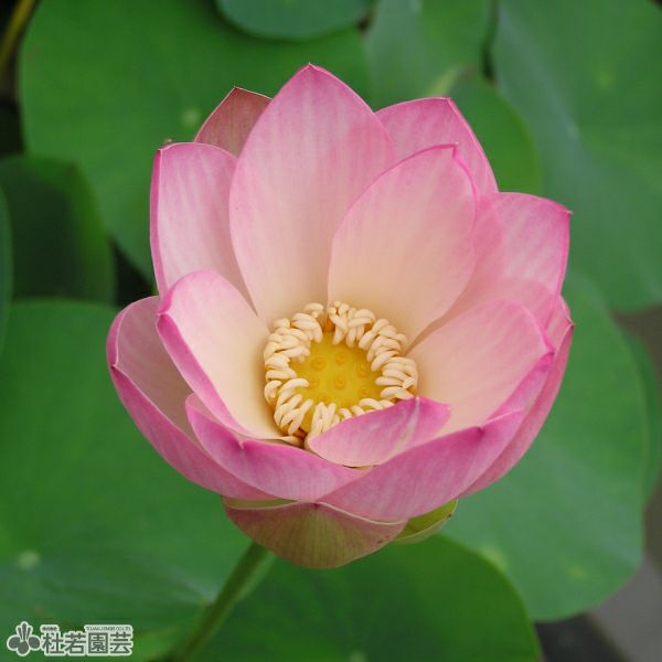 蓮、ハス】小午飛(しょうまひ)【小型種】 | 杜若園芸WEBショップ｜水草