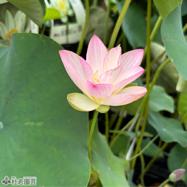 蓮、ハス】小午飛(しょうまひ)【小型種】 | 杜若園芸WEBショップ｜水草