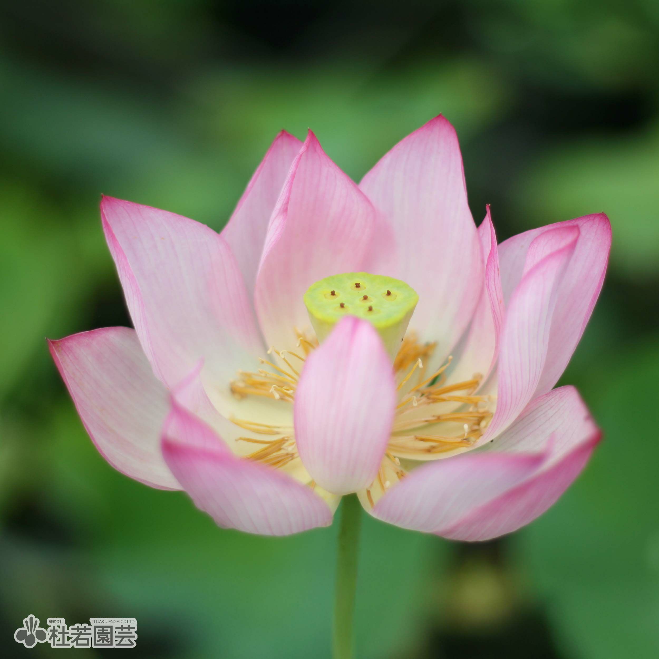 花芽付き！お楽しみ小型蓮 | 杜若園芸WEBショップ｜水草の生産販売