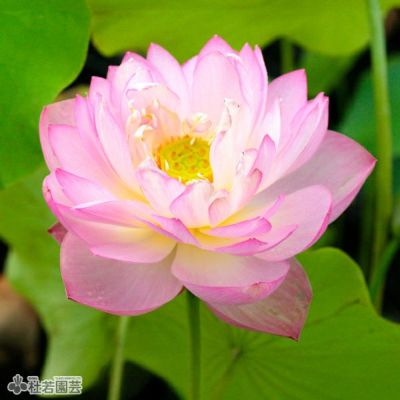 5袋までメール便対応】蓮たねものがたり-王鸝（おうり）A-24