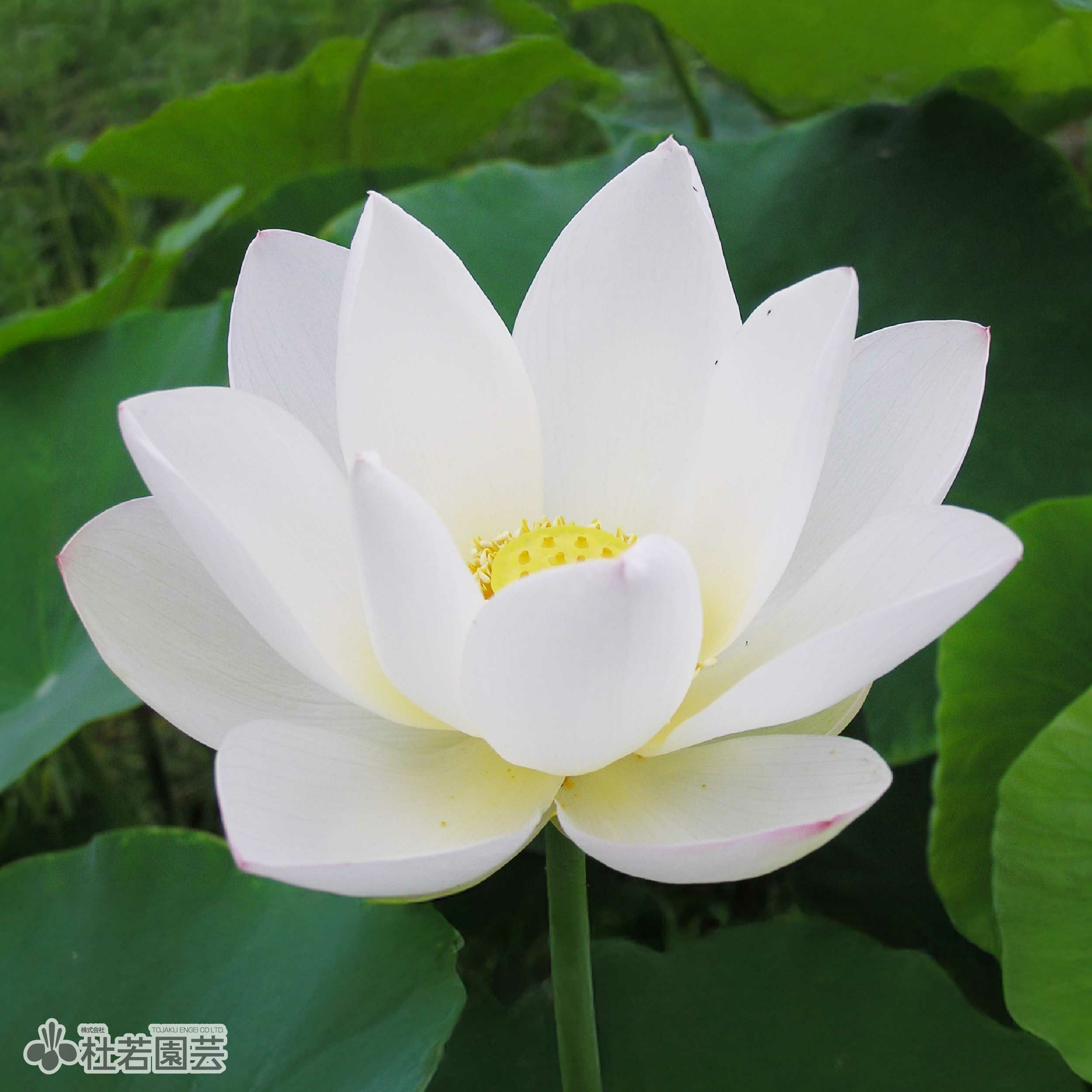 蓮、ハス】清月蓮(せいげつれん)【中・大型種】 | 杜若園芸WEBショップ