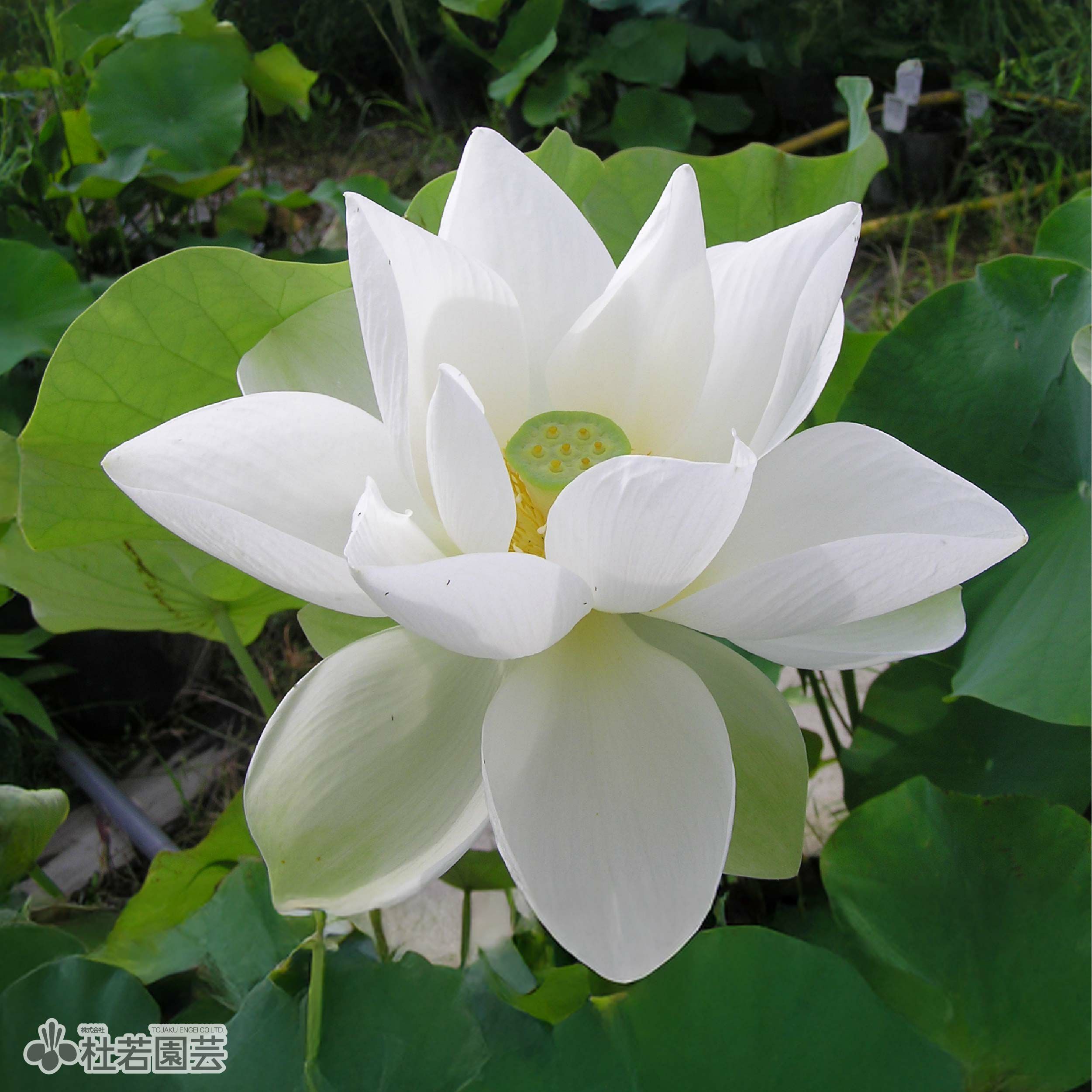 蓮、ハス】真如蓮(しんにょれん)【中・大型種】 | 杜若園芸WEBショップ