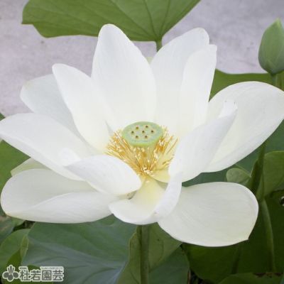 000000000530-03-m.jpg?t=