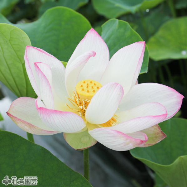 蓮、ハス】酔妃蓮(すいひれん)【大型種】 | 杜若園芸WEBショップ｜水草