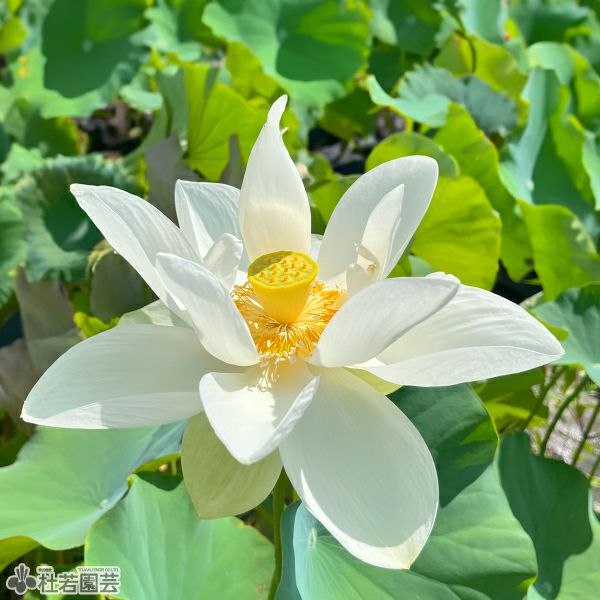 蓮、ハス】清月蓮(せいげつれん)【中・大型種】 | 杜若園芸WEBショップ