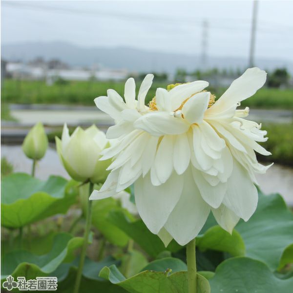 蓮、ハス】千百万(せんひゃくまん)【大型種】 | 杜若園芸WEBショップ