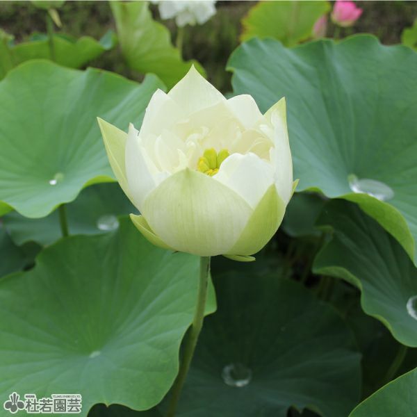 蓮、ハス】千百万(せんひゃくまん)【大型種】 | 杜若園芸WEBショップ