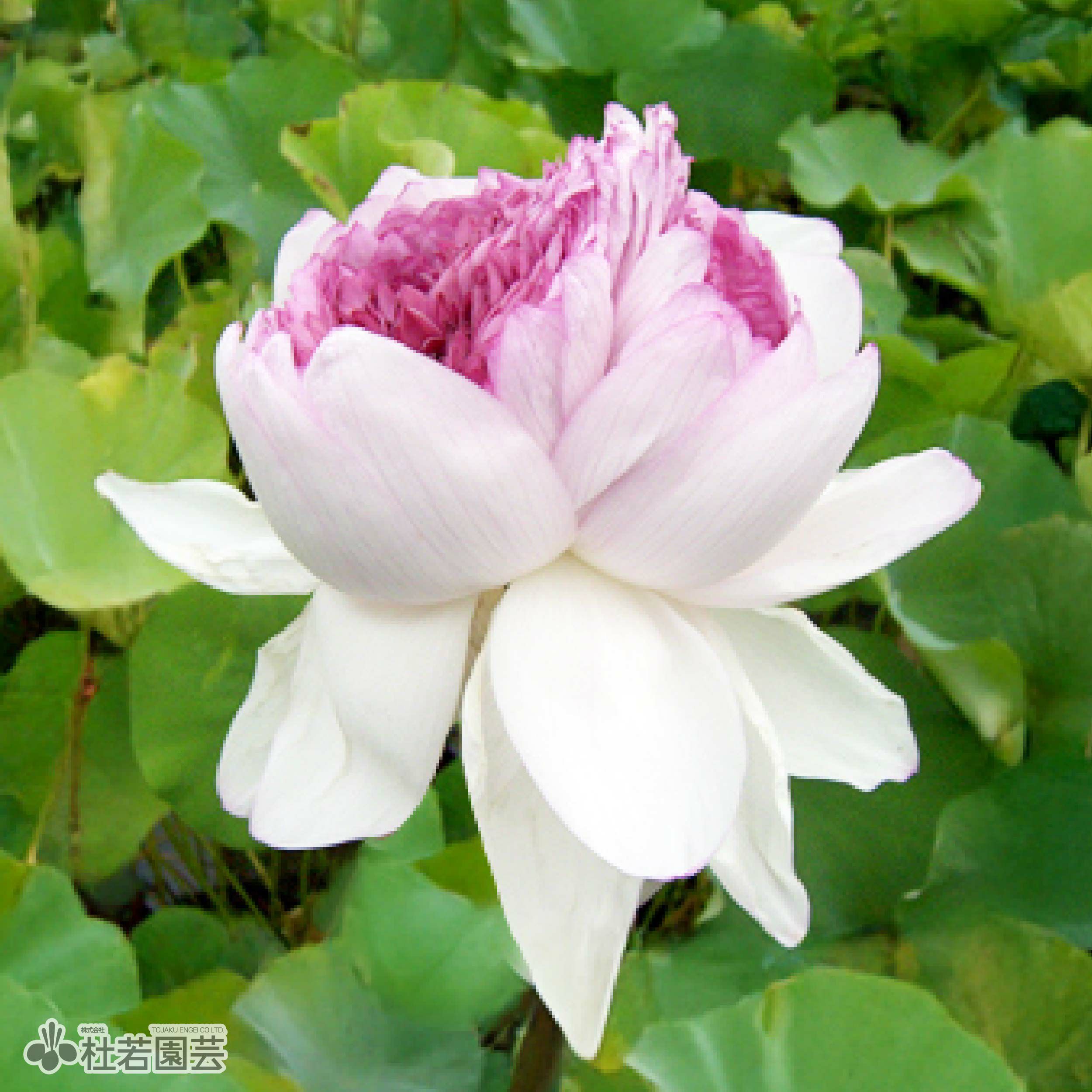 蓮、ハス】千弁蓮(せんべんれん)【大型種】 | 杜若園芸WEBショップ