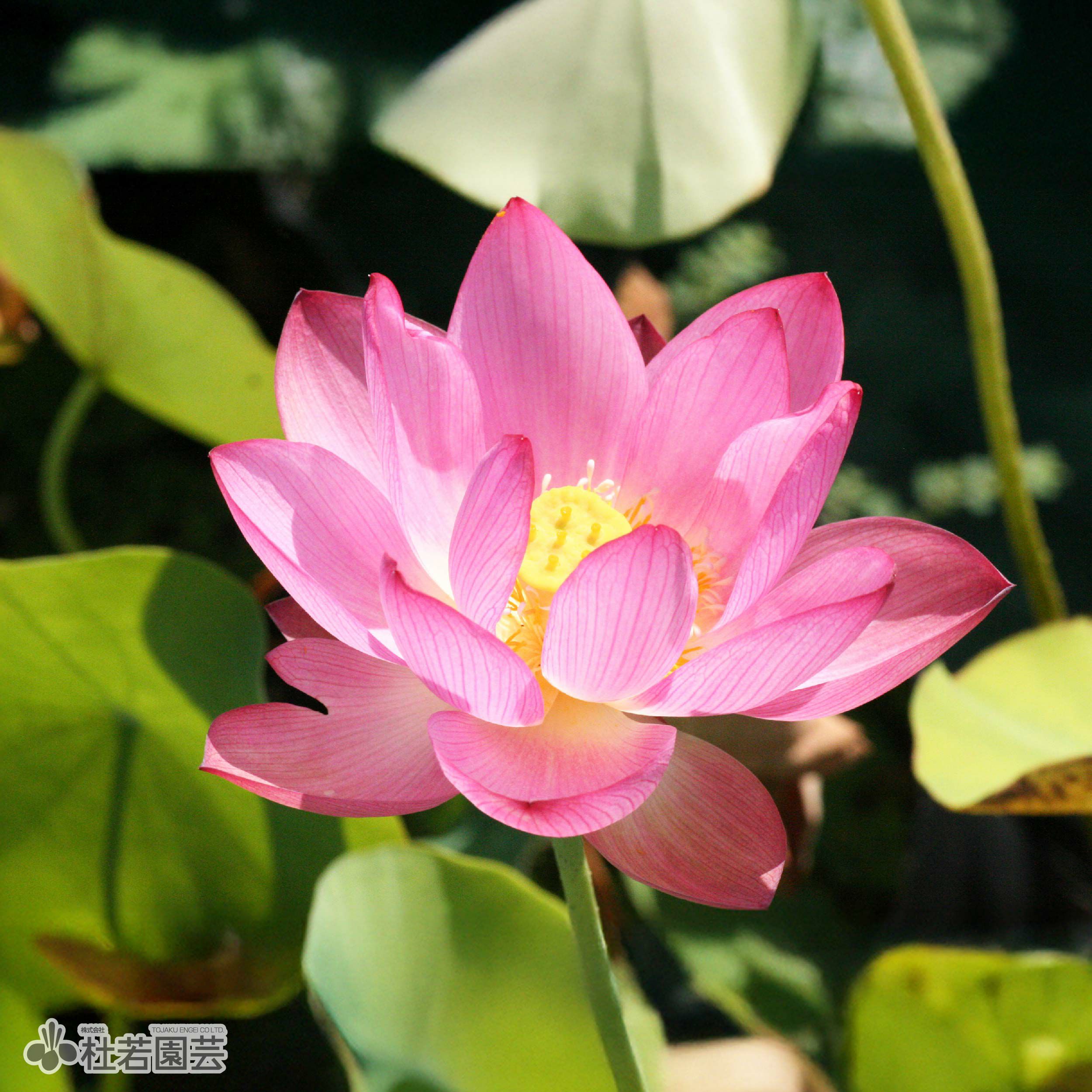 蓮、ハス】即非蓮(そくひれん)【小～中型】 | 杜若園芸WEBショップ