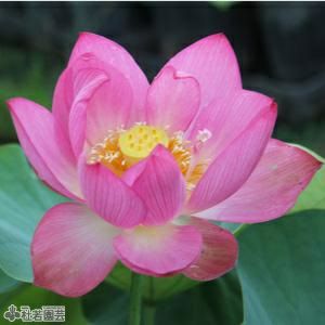 蓮、ハス】即非蓮(そくひれん)【小～中型】 | 杜若園芸WEBショップ