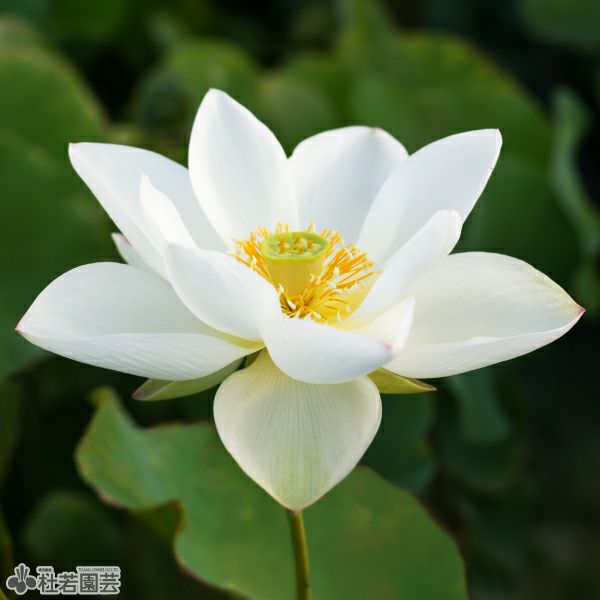 蓮、ハス】東湖白蓮(とうこびゃくれん)【中型種】 | 杜若園芸WEB