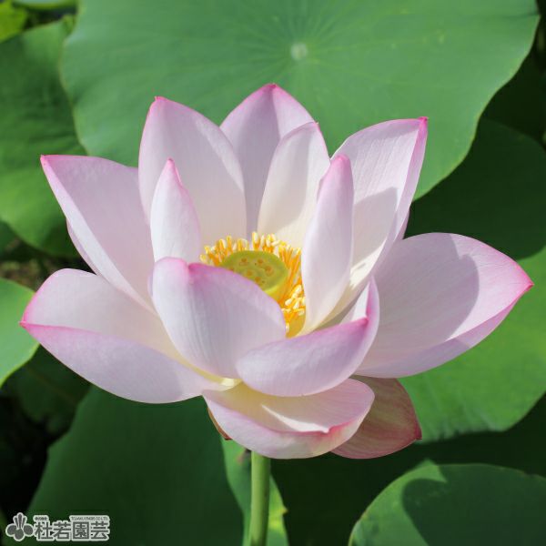 蓮、ハス】粉娃蓮(ふんあいれん)【小・中型種】 | 杜若園芸WEBショップ