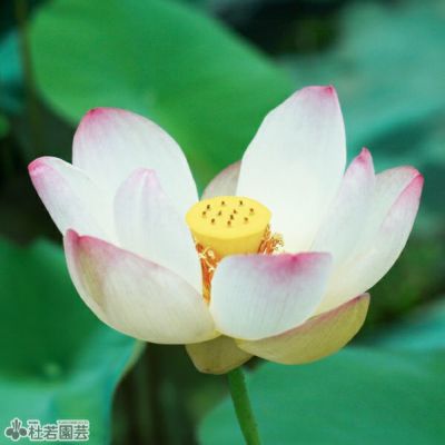 蓮、ハス】 蝶戀花（ちょうれんか）【中・大型種】 | 杜若園芸WEB