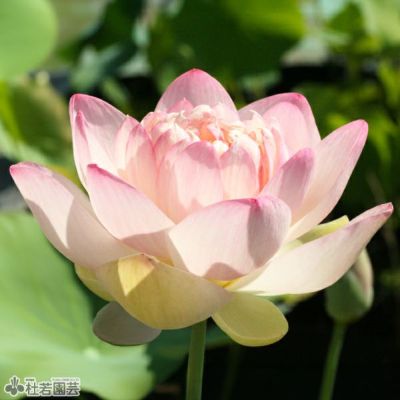 ハスの色】黄色系 | 杜若園芸WEBショップ｜水草の生産販売【通販ショップ】