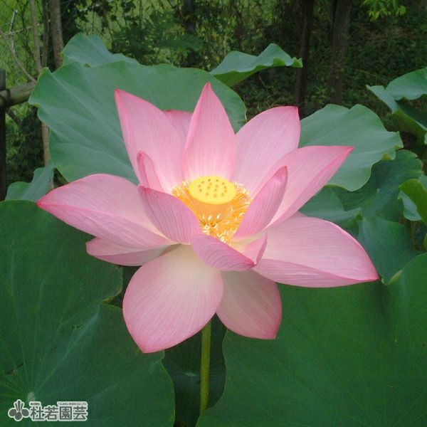 蓮、ハス】玖紅川台(めいこうせんだい)【中・大型種】 | 杜若園芸WEB