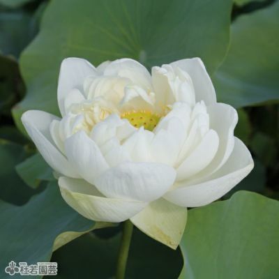 スタッフ厳選 大型蓮の栽培セット 株式会社 杜若園芸 水草の生産販売 通販ショップ スタッフ厳選 大型蓮の栽培セット 株式会社 杜若園芸 水草の生産販売 通販ショップ