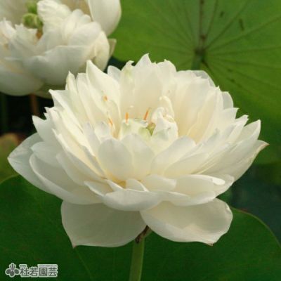 蓮、ハス】粉玲瓏（ふんれいろう）【小型種】 | 杜若園芸WEB