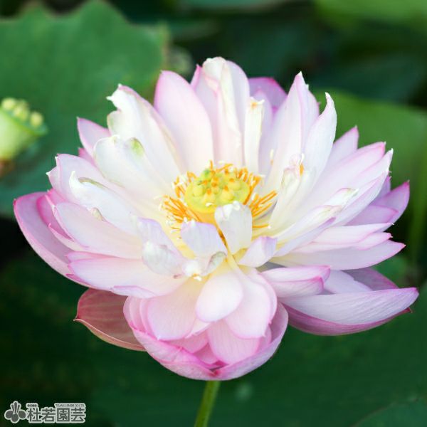 蓮、ハス】落霞映雪(らっかえいせつ)【小型種】 | 杜若園芸WEBショップ